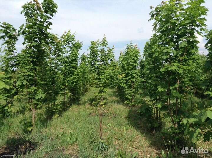 Саженцы-Деревья Клёна (разные сорта)