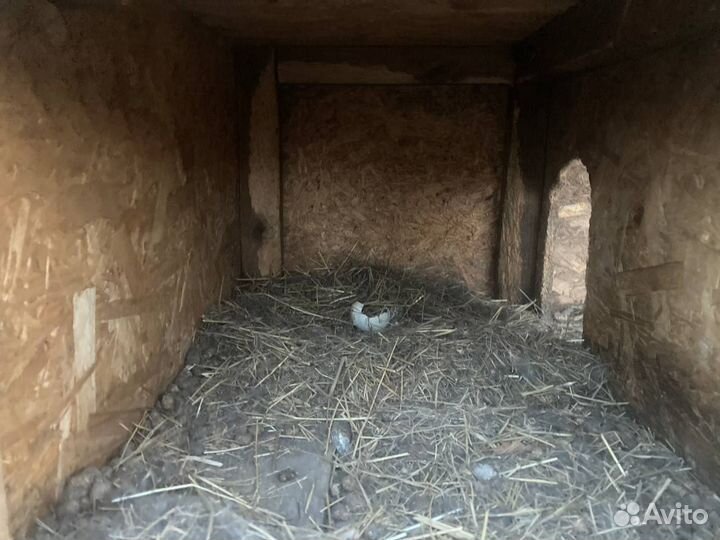 Клетки для кроликов