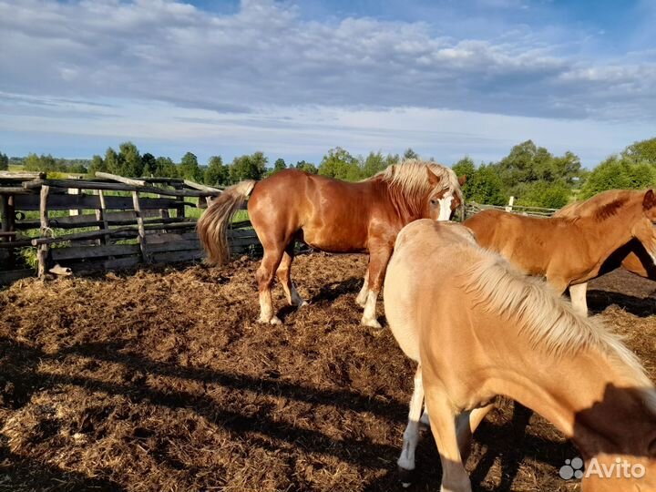 Продам жеребца тяжеловоза 6 лет