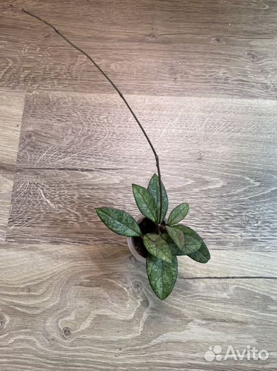 Хойи, хойя #1