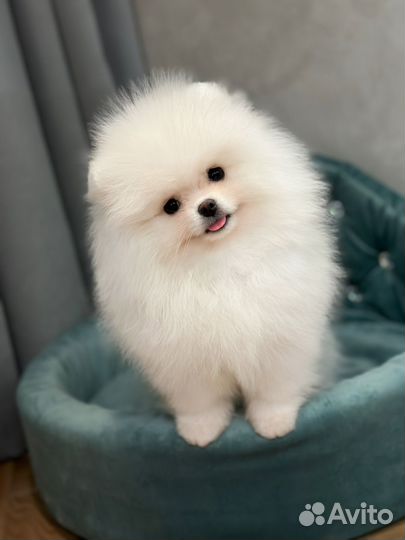 Померанский шпиц медвежьего типа белый