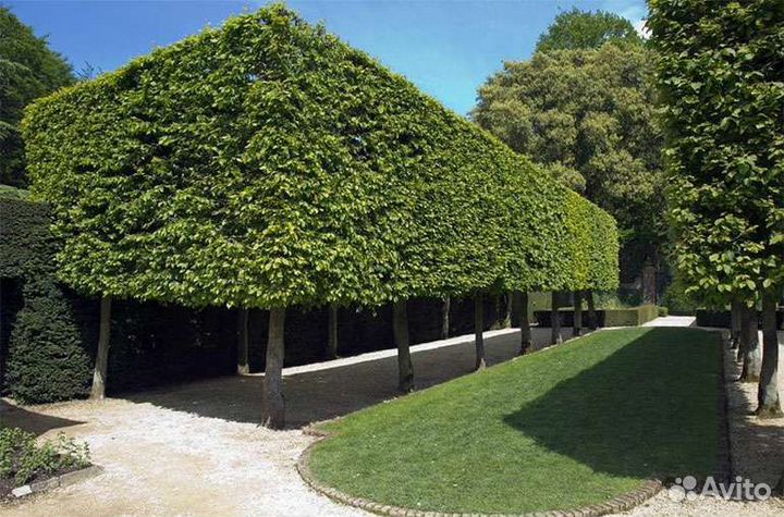 Граб саженцы