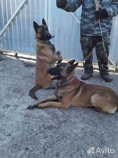 Малинуа. щенки