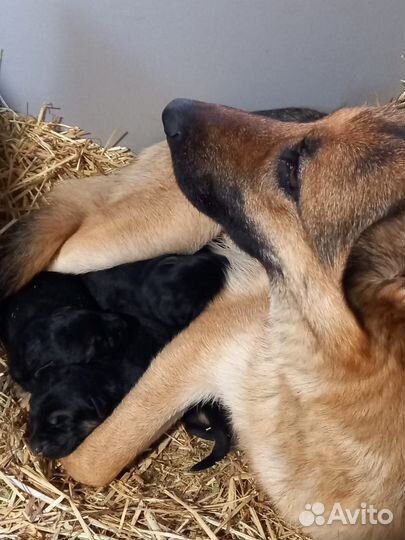 Щенки немецкой овчарки