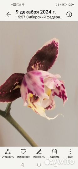 Орхидея мики Опера