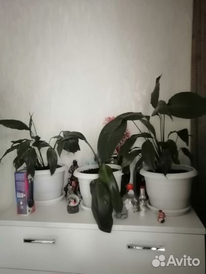 Комнатные цветы