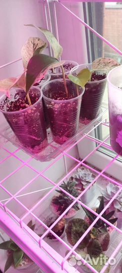 Черенки Эпипремнум Марбл Квин