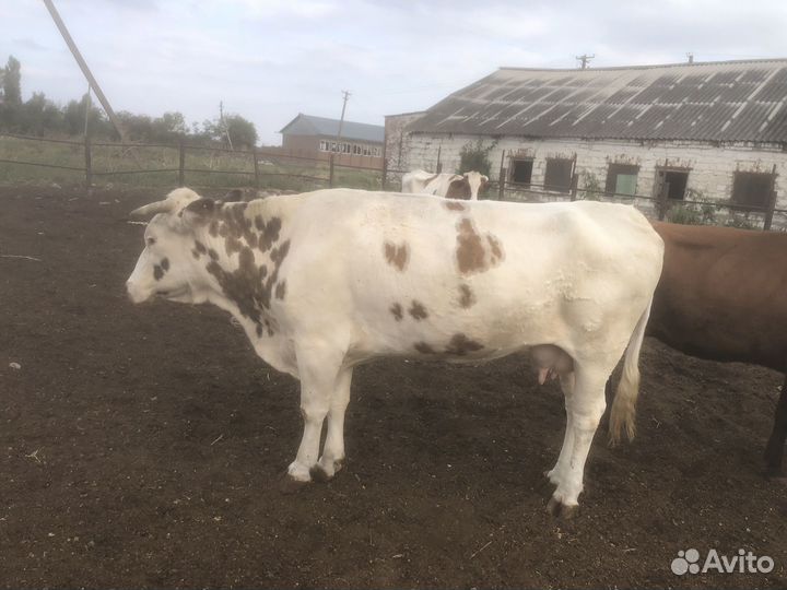 Коровы телочки на мясо