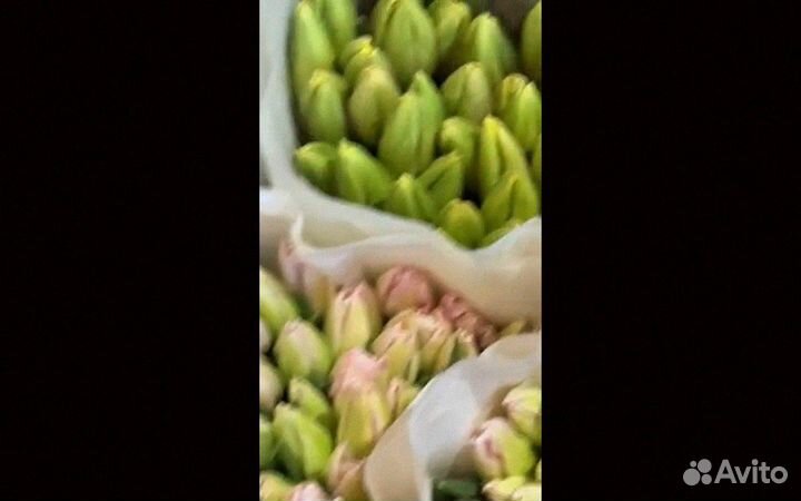 Тюльпаны оптом напрямую из теплицы