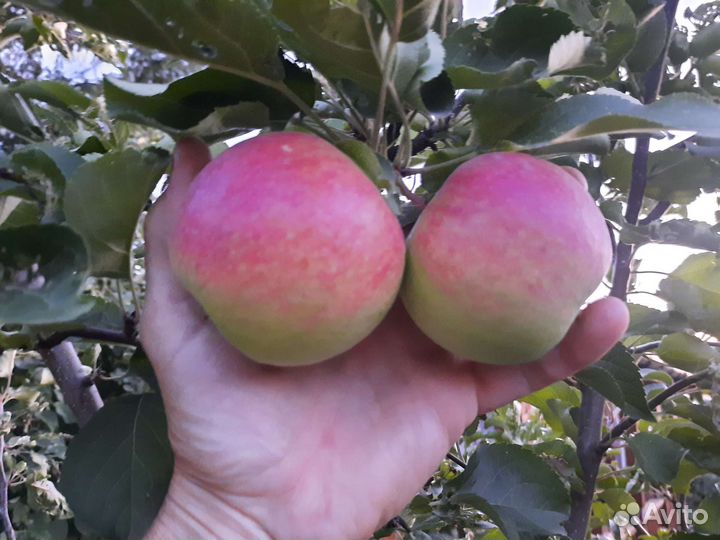 Саженцы плодовых деревьев