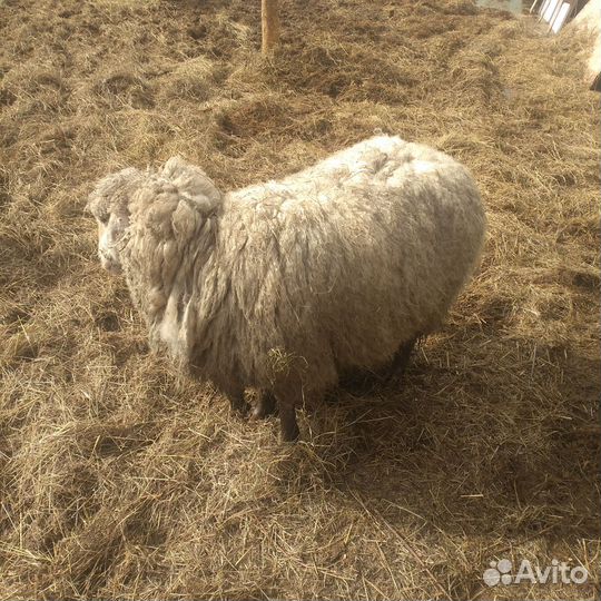 Мясо баранина