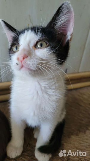 Котенок девочка