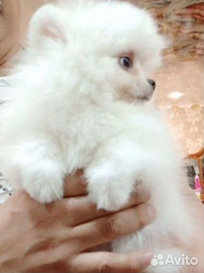 Померанский шпиц