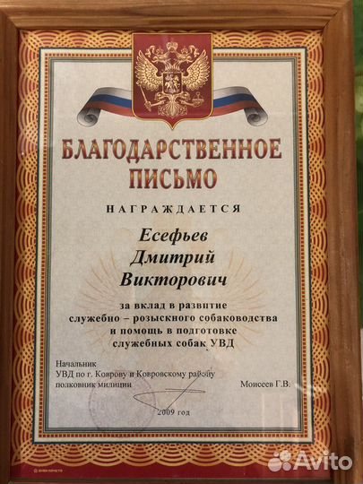 Дрессировка и обучение собак кинолог