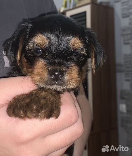 Йоркширский терьер мини
