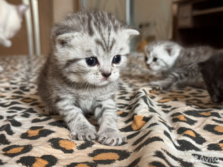 Котодетки шотландские