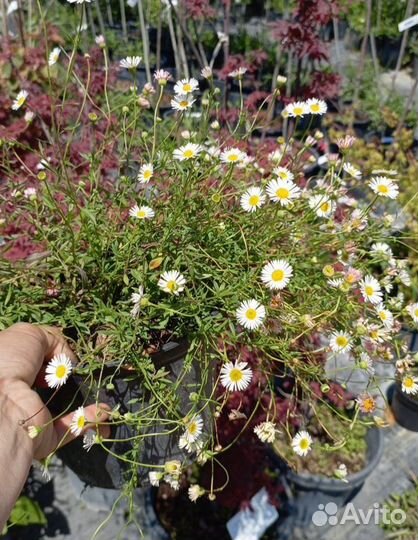 Мелколепестник (Эригерон)