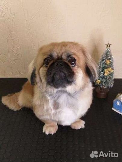 Стрижка собак и кошек.Груминг.Тримминг