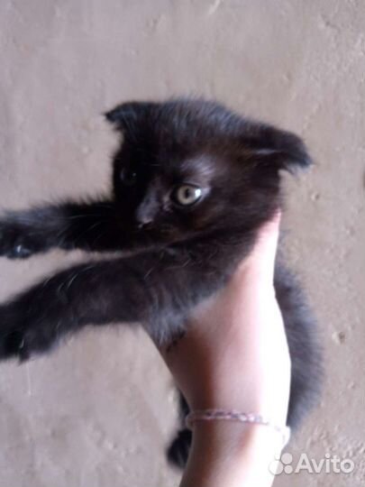 Британский котёнок