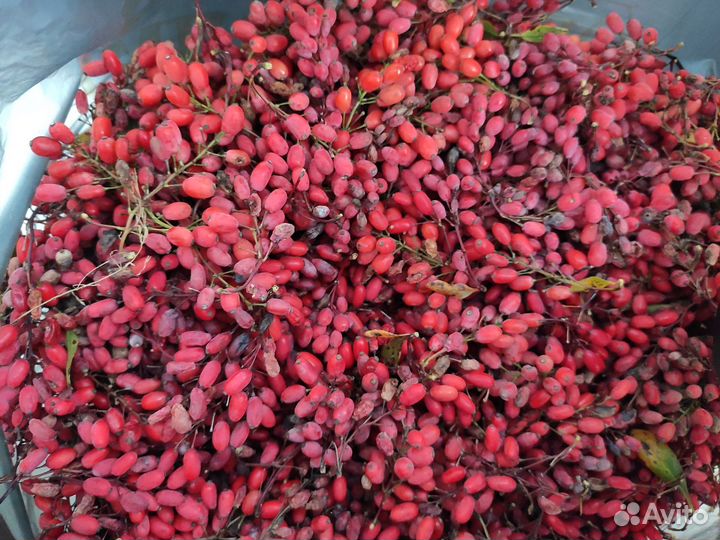 Барбарис ягоды