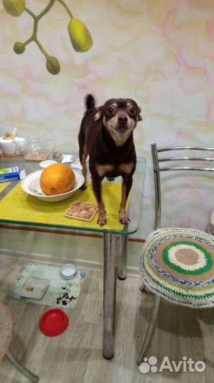 Той-терьер вязка