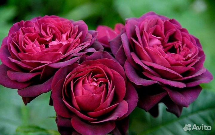 Канадские розы