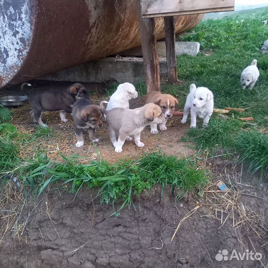 Среднеазиатская овчарка алабай щенки
