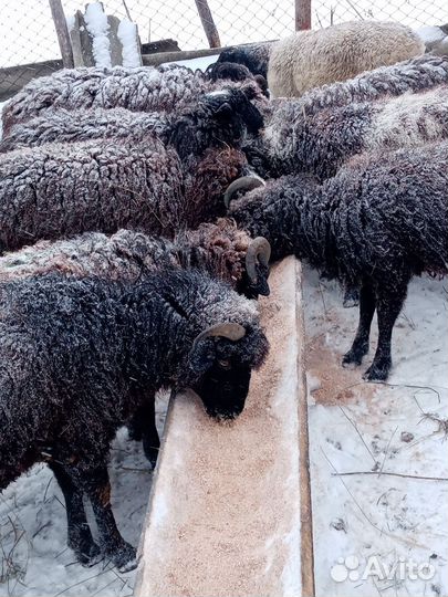 Дорпер 11мес. Обмен