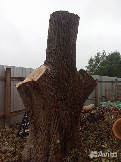 Спил деревьев