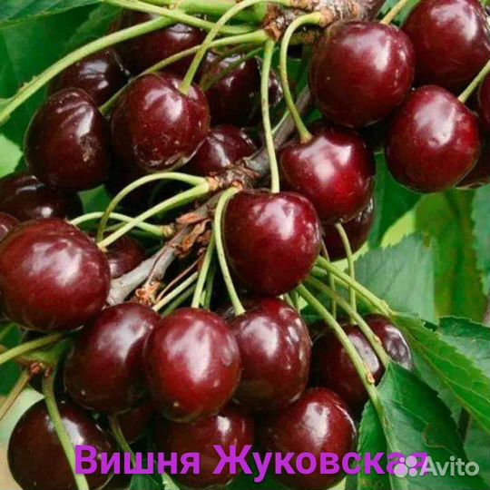 Саженцы вишни,черевишни, черешни