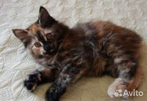 Ласковая девочка хорошим людям