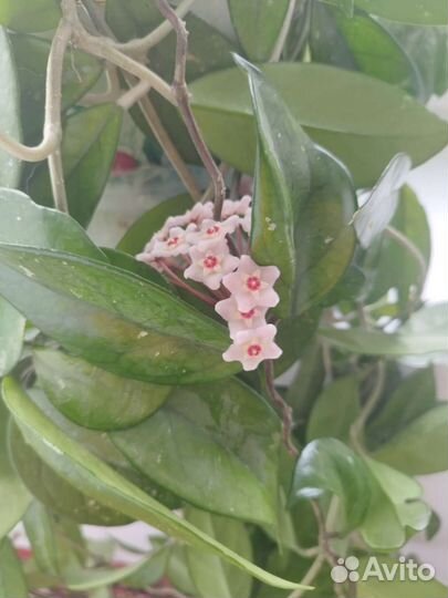 Хойя взрослая 180 см