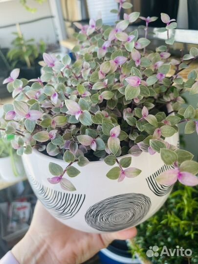 Каллизия розовая пантера