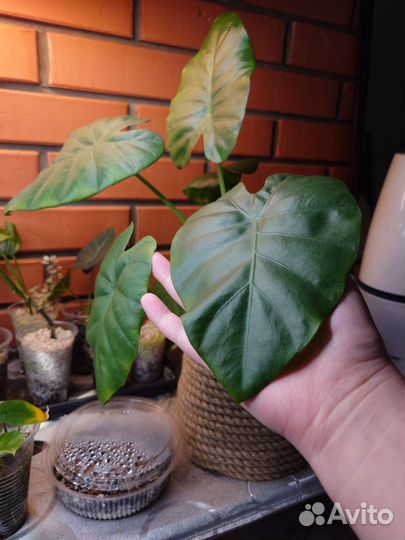 Алоказия кукулата