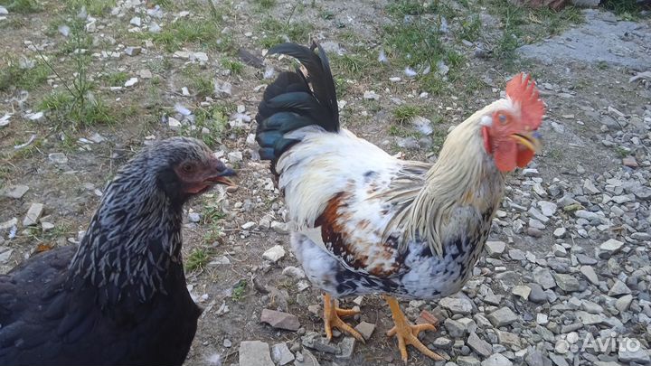 Продажа петухов