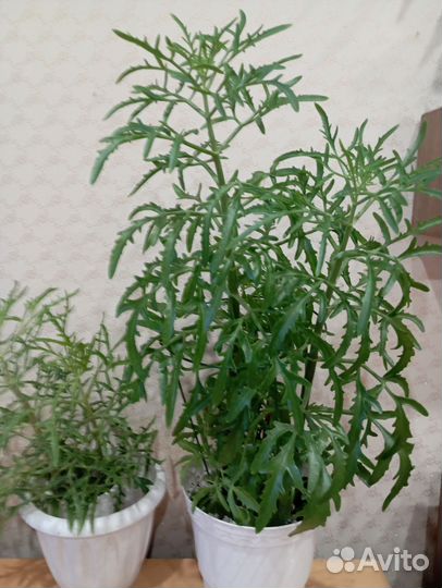 Каланхоэ рассеченное