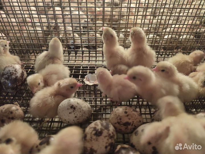 Цесарки, фазаны,перепела