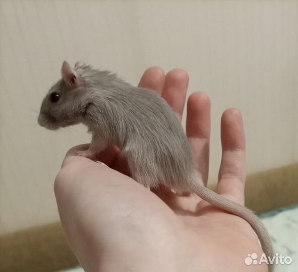 Песчанка