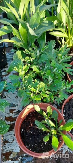 Рассада цветов