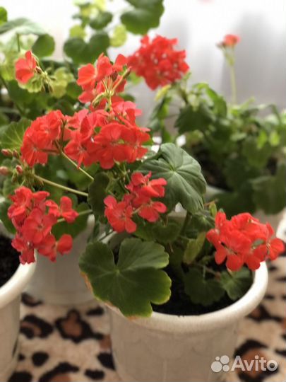 Пеларгония герань