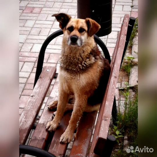 Собака-улыбака