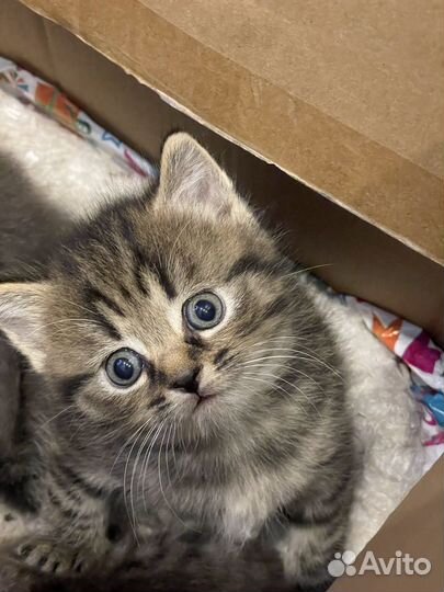 Котята 2 месяца