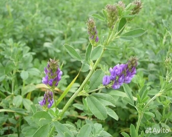 Семена люцерны сорт Вега-87 от производителя