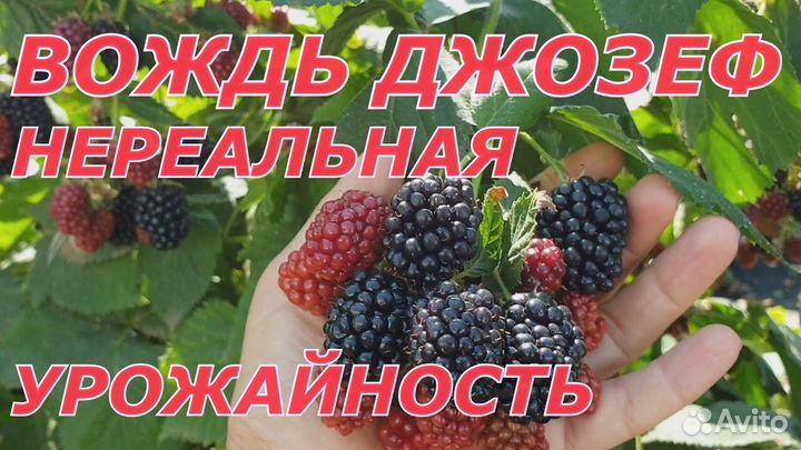 Ежевика Вождь Джозеф
