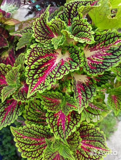 Черенки колеусов