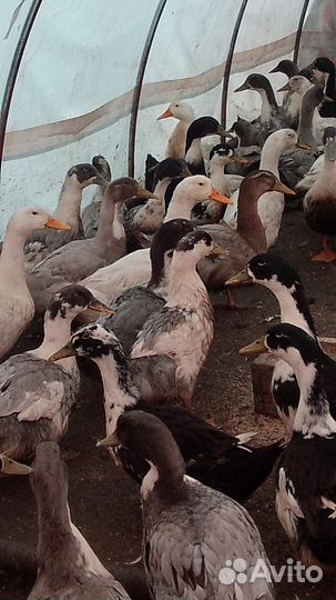 Голубой Фаворит и Агидель