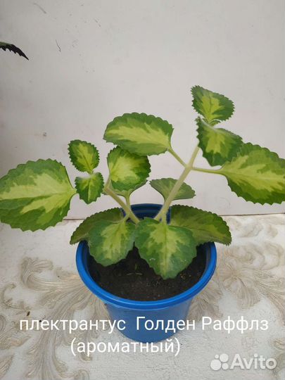 Плектрантусы, много сортов, комнатная мята