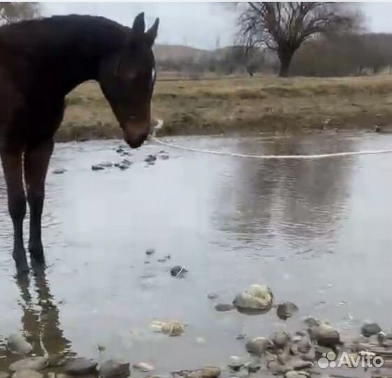 Английский жеребец