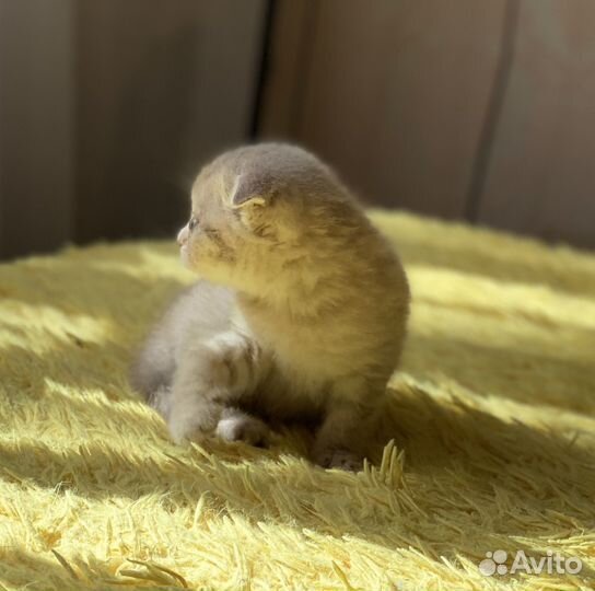 Британский вислоухий котик