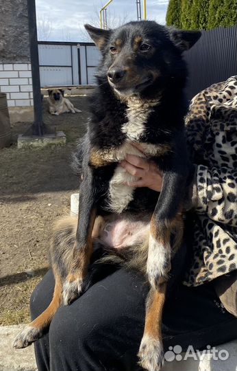 Собака ищет дом